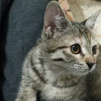 واگذاری گربه کاملادستی