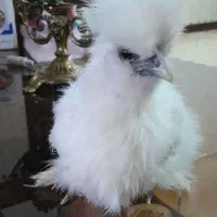 تخم مرغ ابریشمی