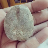 فسیل ستاره دریایی بسیار دیدنی و جالب|کلکسیون اشیاء عتیقه|مشهد, سجادیه|دیوار