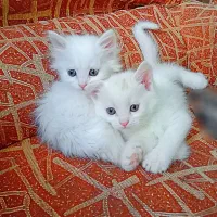 دو پرشین سفید، بفروش می رسد.