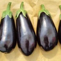 بادمجان لامپی گلخانه ای درجه یک