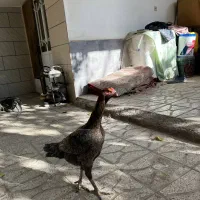 یک جفت عطیقه فروشی|پرنده|تربت جام, شهید غلام زاده|دیوار