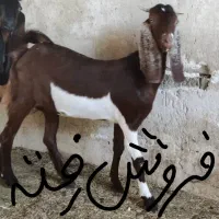 بز درجه یک با یک تیشتر درجه یک