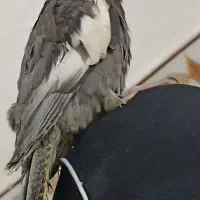 طوطی