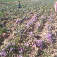 زعفران بدون واسطه|خوردنی و آشامیدنی|تهران, شهرک آپادانا|دیوار