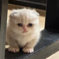 واگذاری گربه اسکاتیش وارداتی|گربه|کرمان, |دیوار