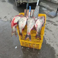 ماهی تازه در جه یک