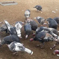 بوقلمون|حیوانات مزرعه|تاکستان, |دیوار