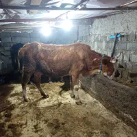 گاو آبستن سنگین