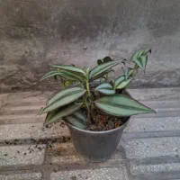 گل و گیاه طبیعی|گل و گیاه طبیعی|الوند, |دیوار