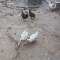 خروس و  قو غاز