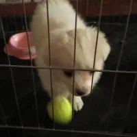 پامرین.|سگ|ری, شهرک نظامی|دیوار