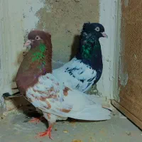 کفتر کله|پرنده|تربت جام, شاهد|دیوار