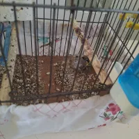 جوجه سهره|پرنده|فرخ‌شهر, |دیوار