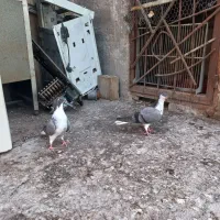 یک جفت کر نر سر گلین|پرنده|اصفهان, وحید|دیوار