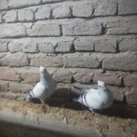 کبوتر شامی|پرنده|چهاربرج, |دیوار