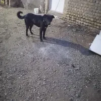 سگ سرابی نر سروکله دار