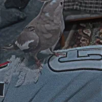 عروس هلندی جفت|پرنده|اشتهارد, |دیوار