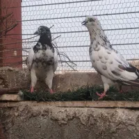 کبوتر