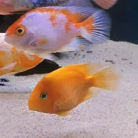 ماهی پرت سانتا