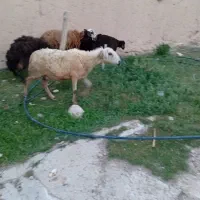 گوسفند سالم