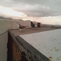 کبوتر|پرنده|اسفراین, |دیوار