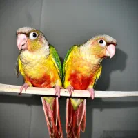 گرینچیک عروس کوتوله طوطی فول دستی