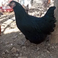 فروش تعدادی مرغ تخمگذار درجه۱|حیوانات مزرعه|بوکان, |دیوار