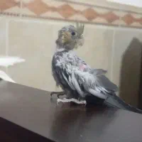 سرگرمی و فراقت|پرنده|آشخانه, |دیوار