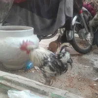 مرغ و خروس