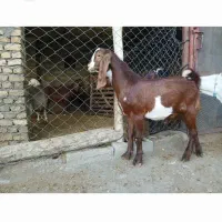 بزنر نژادگلابی ۸ماهه