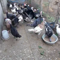 بوقلمون یکساله