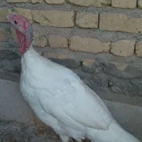 بوقلمون محلی اورگانیک