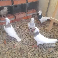 کبوترطوقی|پرنده|فشاپویه, |دیوار