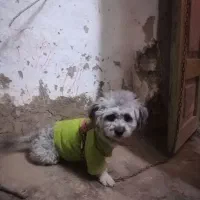 ماده‌ شیتزو کراس