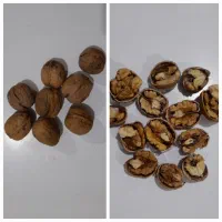 فروش گردو