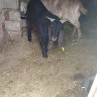 تکه 10ماهه درشت اصل عراقی نژاد دار سه قلوزا