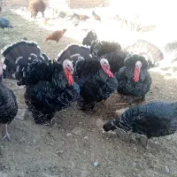 بوقلمون محلی|حیوانات مزرعه|جوین, |دیوار