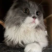 فروش گربه|گربه|نیشابور, شهرک رضوی|دیوار