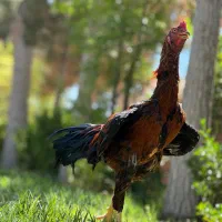 خروس لاری