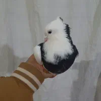 طوقی نر|پرنده|اسفراین, |دیوار