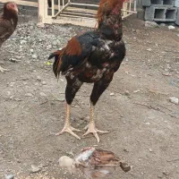 خروس ذات بالا در حد تست