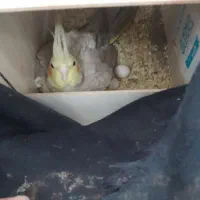 جفت عروس هلندی مولد رو تخم