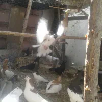 فروش کبوتر|پرنده|مبارکه, |دیوار