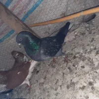 کبوتر گمشده تابستون