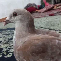 یک عدد  کفتر  برای فروش