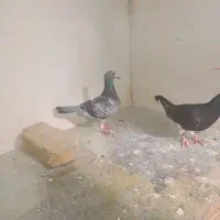 کفتر مینا سیاه و پولک