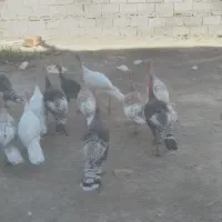 بوقلمون محلی ارگانیک ۱۴ عدد