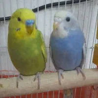 یک جفت مرغ عشق رنگ خاص