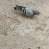 کبوتر نر ساعتی جوان